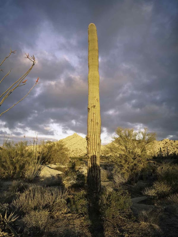 Mark Klett, Saguaro shadow yellow light, 2019