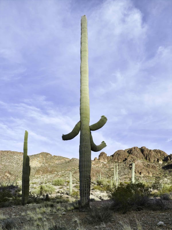 Mark Klett, Saguaro 2 arms center near Toms Thumb, 2016