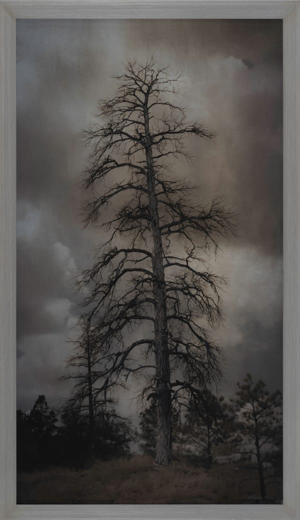 Kate Breakey, Tall Dead Pine Tree, White Mountains, Arizona, n.d.