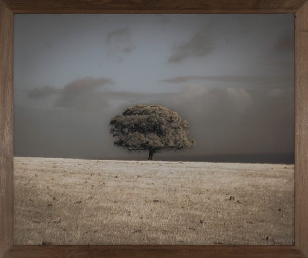 Kate Breakey Lone She-Oak Tree, Kangaroo Island, South Australia, n.d.