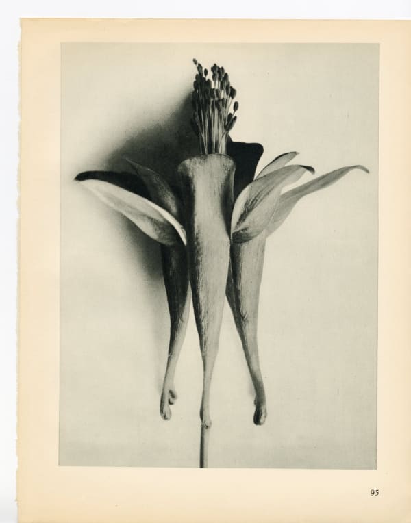 Karl Blossfeldt, Plate 95, 1928