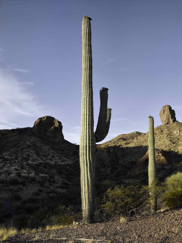 Mark Klett, Saguaro in am light 2 arms Toms Thumb May, 2020