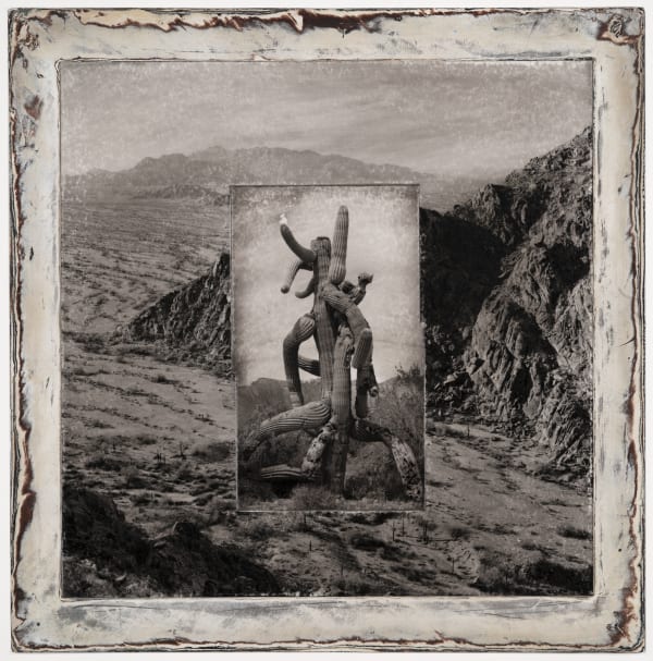 Michael P. Berman Inferno Saguaros #7, 2024