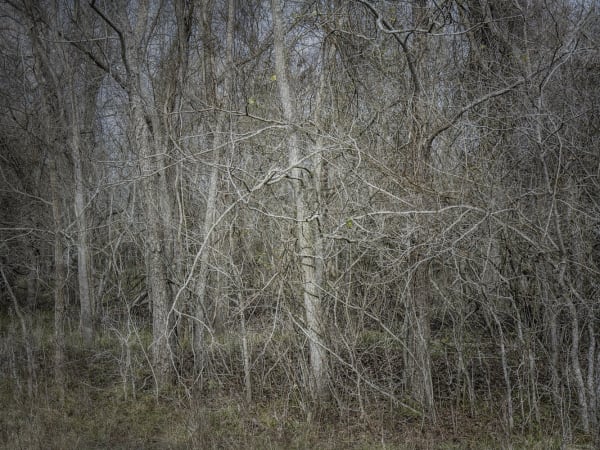 Kate Breakey, Bare Trees, Plum Creek, n.d.