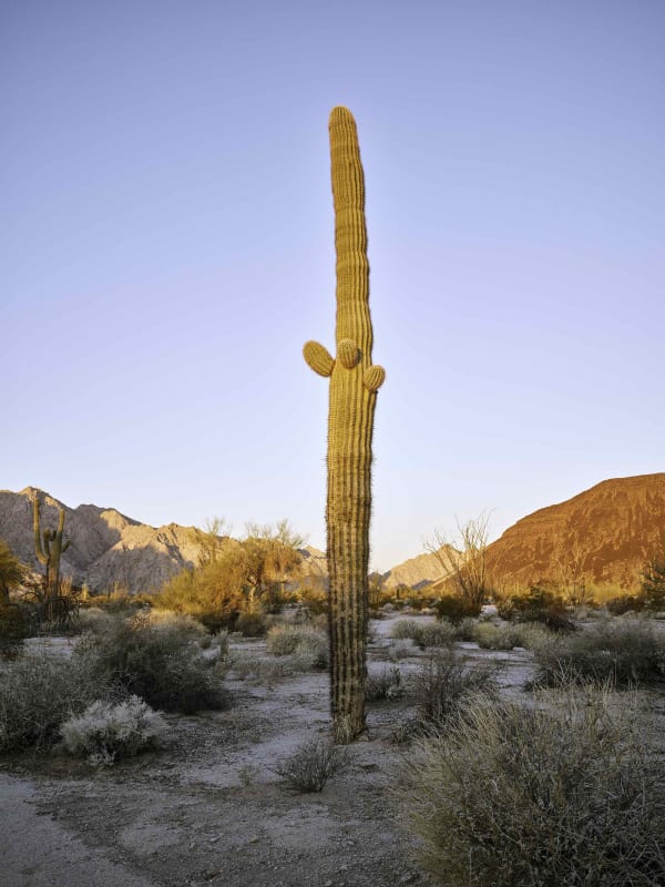 Mark Klett, Saguaro 3 small arms Raven Butte dawn, 2022