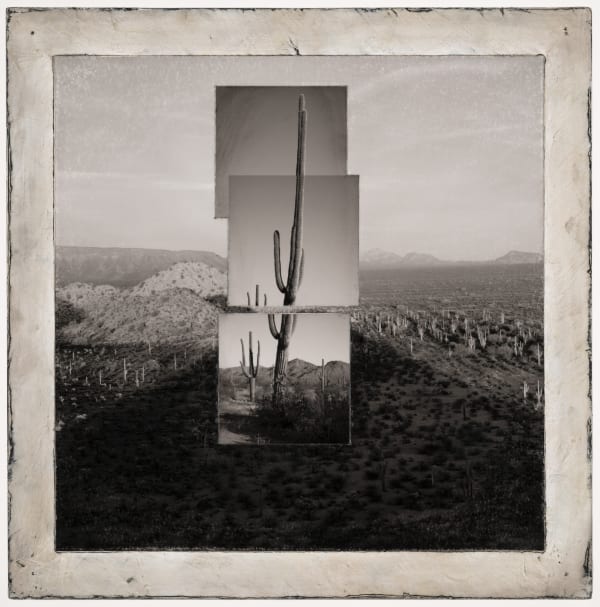 Michael P. Berman Inferno Saguaros #9, 2024