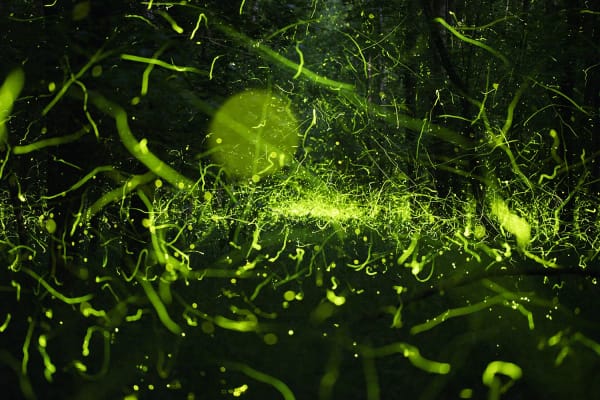 Samuel James, Photuris versicolor complex (No. 5), Appalachian Ohio, 2023