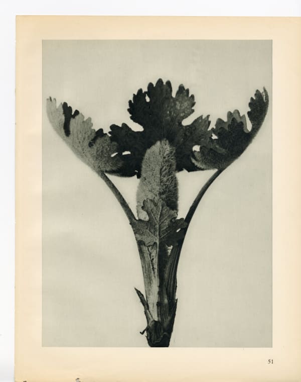 Karl Blossfeldt, Plate 51, 1928