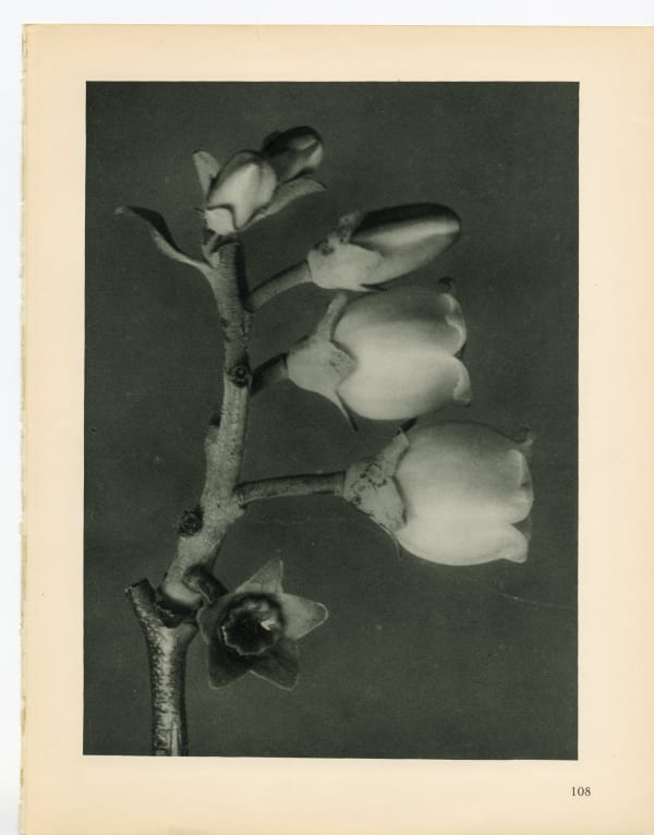 Karl Blossfeldt, Plate 108, 1932