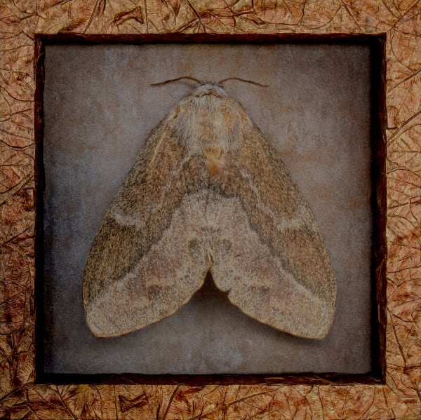 Kate Breakey, Eutricha capensis, n.d.