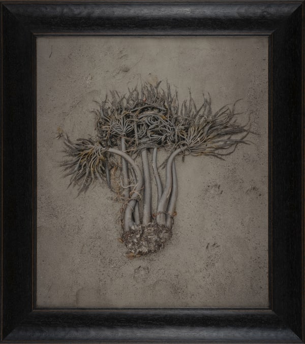 Kate Breakey Kelp, Mendocino, California, n.d.