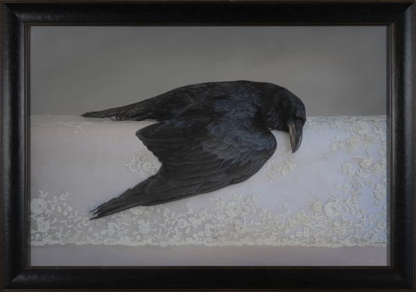 Kate Breakey Raven on Lace, n.d.