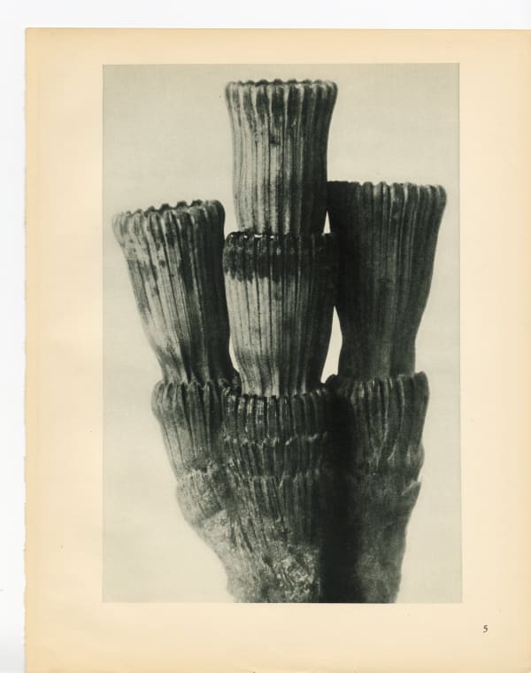 Karl Blossfeldt, Plate 5, 1928