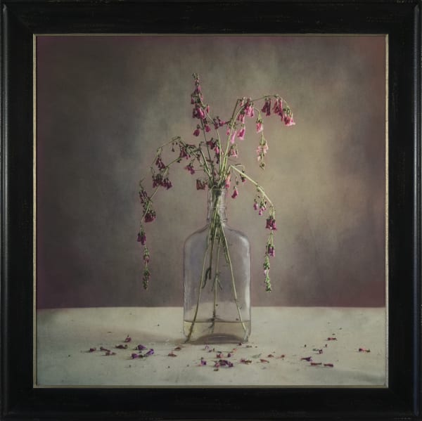 Kate Breakey Penstemon in a Bottle, n.d.