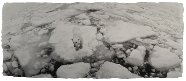 Zana Briski, Polar bear, The Arctic, 2016
