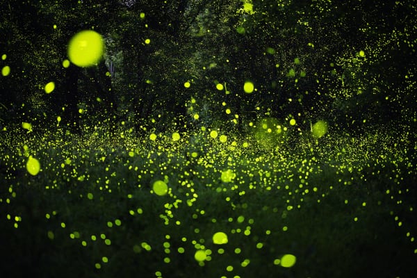 Samuel James, Photuris versicolor complex, bottomland, Appalachian Ohio, 2024