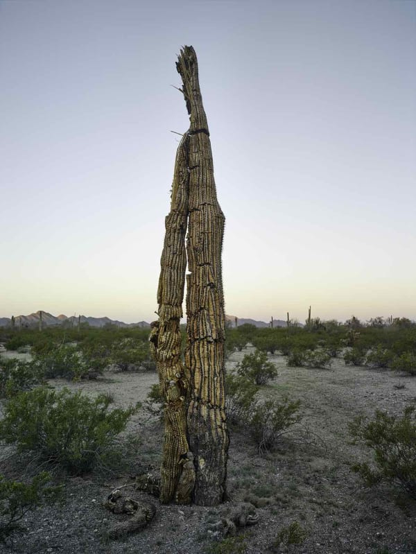 Mark Klett, Saguaro dead folded over, 2020