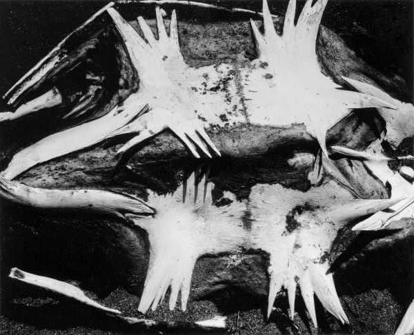 Brett Weston, Turtle Skeletons, Baja California, 1964-65