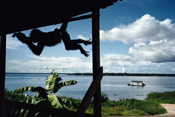 Alex Webb, Tefé, Brazil, 1993
