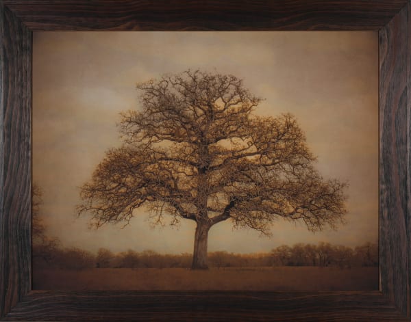Kate Breakey Live Oak Tree, Texas, n.d.