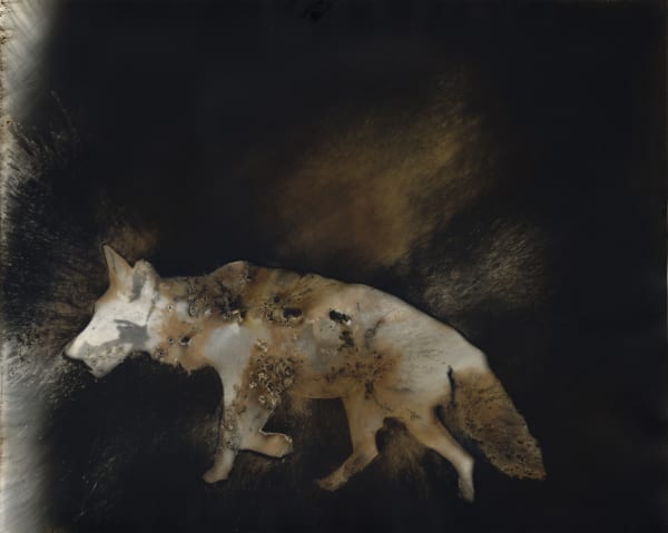 Christopher Colville, Coyote 7, 2016