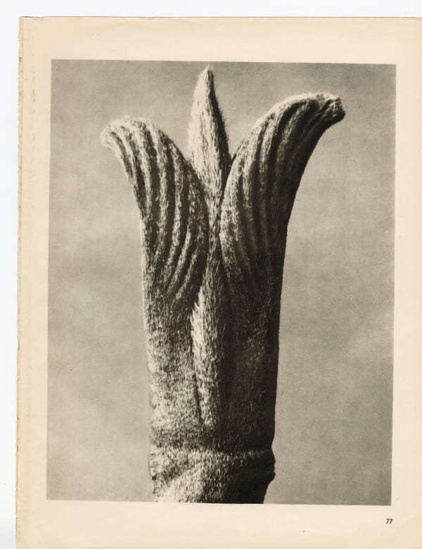 Karl Blossfeldt, Plate 77, 1932