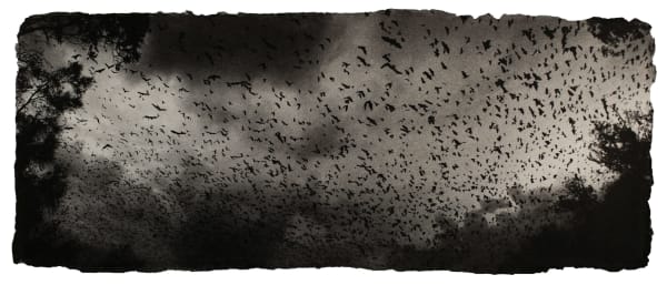 Zana Briski, Flying foxes, Australia, 2009