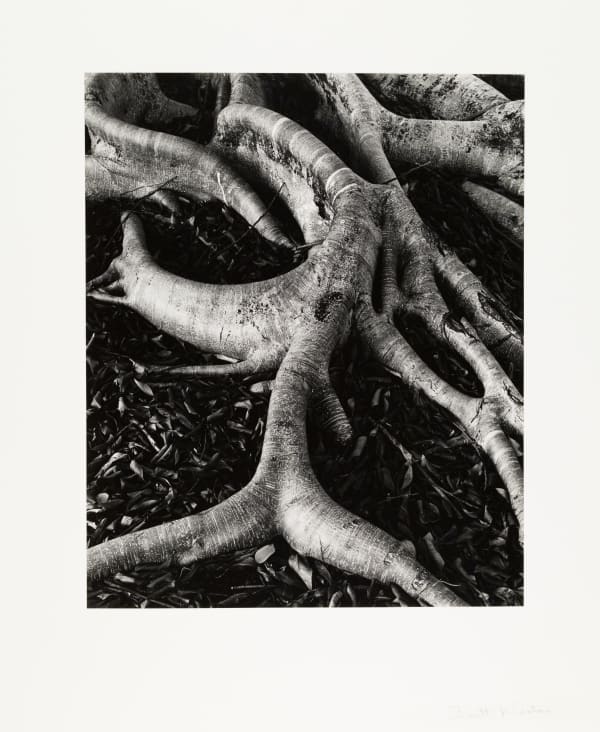 Brett Weston, Banyon Tree Roots, c. 1971