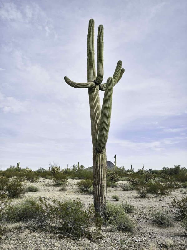 Mark Klett, Saguaro with large erection, 2020