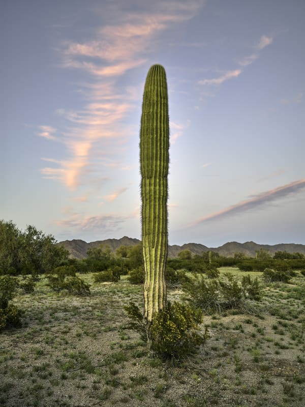 Mark Klett, Saguaro solitary young with wavy red clouds, 2023