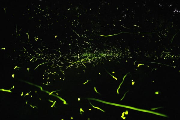 Samuel James, Photuris versicolor complex (No. 1), Appalachian Ohio, 2019