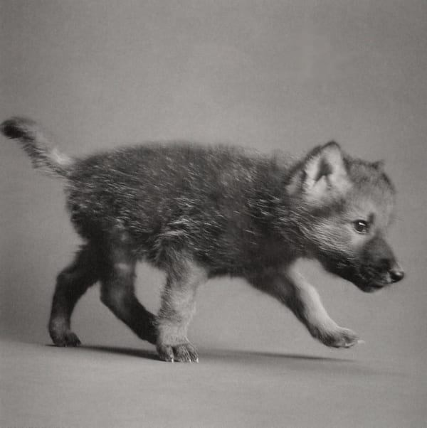 Michael O'Neill, Timber Wolf, "Coda", 1991