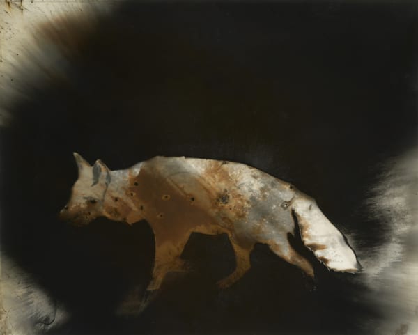 Christopher Colville, Coyote #2, 2015