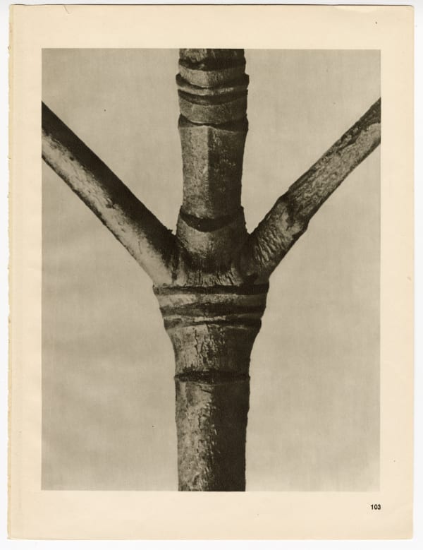 Karl Blossfeldt, Plate 103, 1928