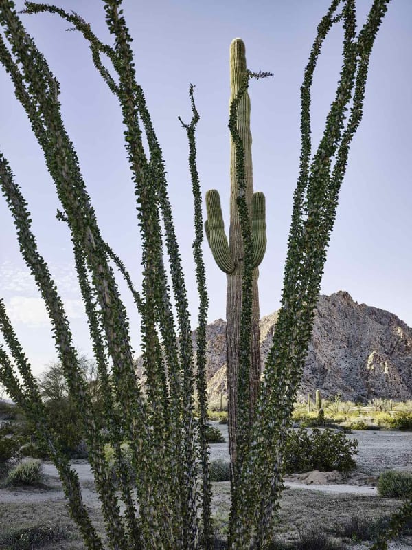 Mark Klett, Saguaro behind ocotillo good light, 2020