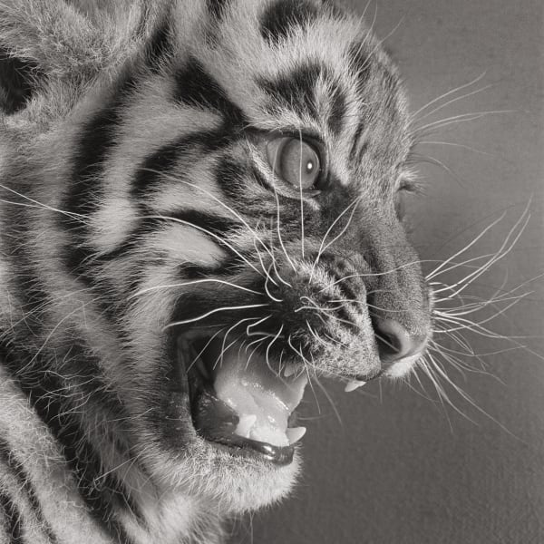 Michael O'Neill, Sumatran Tiger, "Besar", 1991
