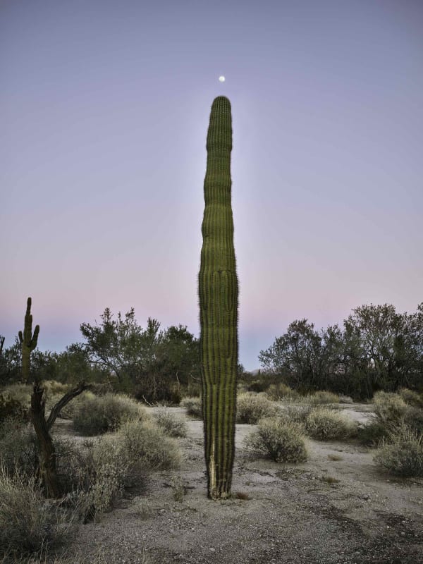 Mark Klett, Saguaro moon at tip top, 2022