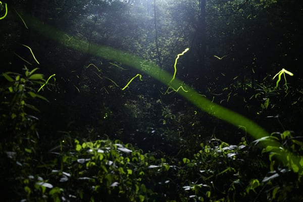 Samuel James, Photuris fireflies in moonlight, Appalachian Ohio, 2022