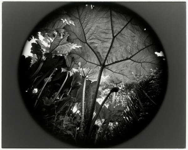 Emmet Gowin, Ireland, 1972