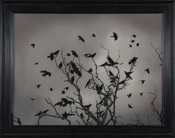 Kate Breakey Ravens, Kellidie Bay, n.d.