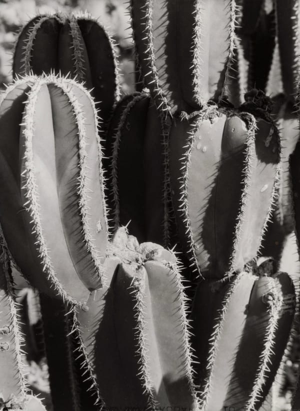 Manuel Álvarez Bravo, Organ Cacti, Mexico, 1929-30