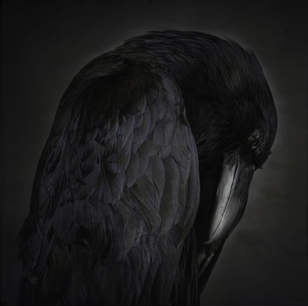 Kate Breakey Portrait of a Raven, n.d.