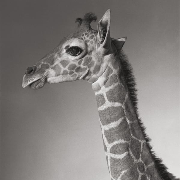Michael O'Neill, Reticulated Giraffe, "Cinco", 1991