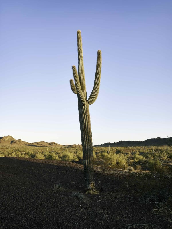 Mark Klett, Edge of Dawn 4th July Wash, 2020