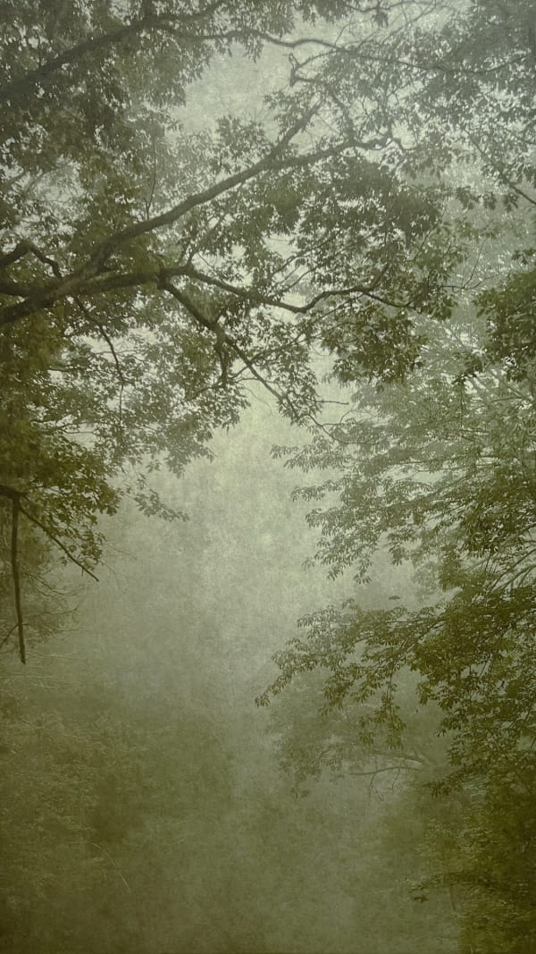 Wendi Schneider, Into the Mist XIV, 2020