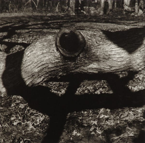 Aaron Siskind, The Tree, M. V. 15, 1973