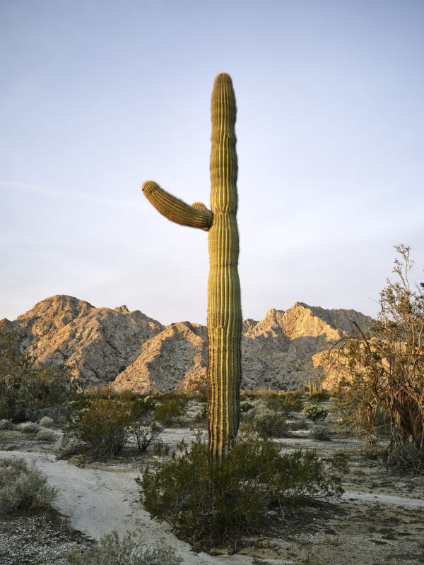Mark Klett, Saguaro 2 arms on left sunset red light, 2023