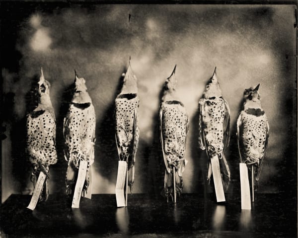 Keith Carter, Flickers, 2012