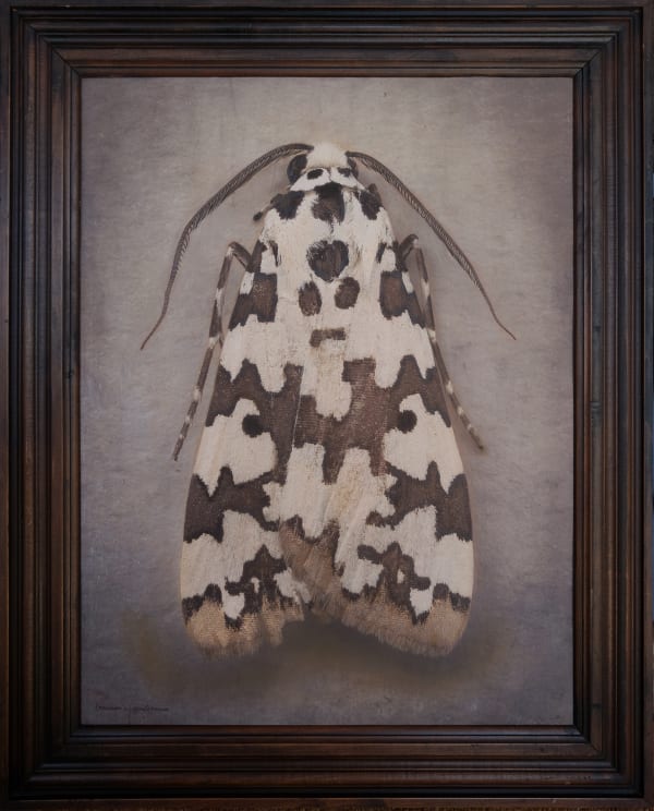 Kate Breakey, Sommeria spilosoma, n.d.