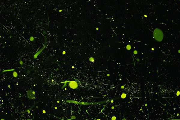 Samuel James, Photuris versicolor complex (No. 7), Appalachian Ohio, 2023